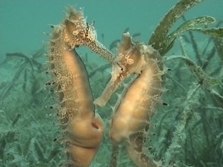 Hippocampus Istrix